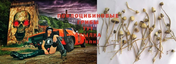 сатива Аркадак