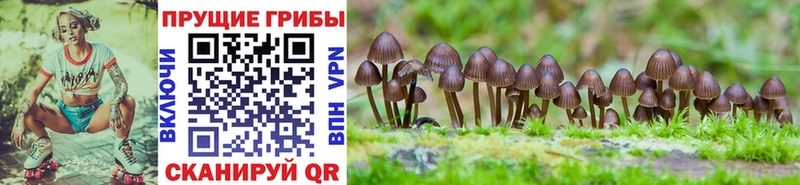 omg сайт  Воткинск  Псилоцибиновые грибы мицелий  что такое наркотик 